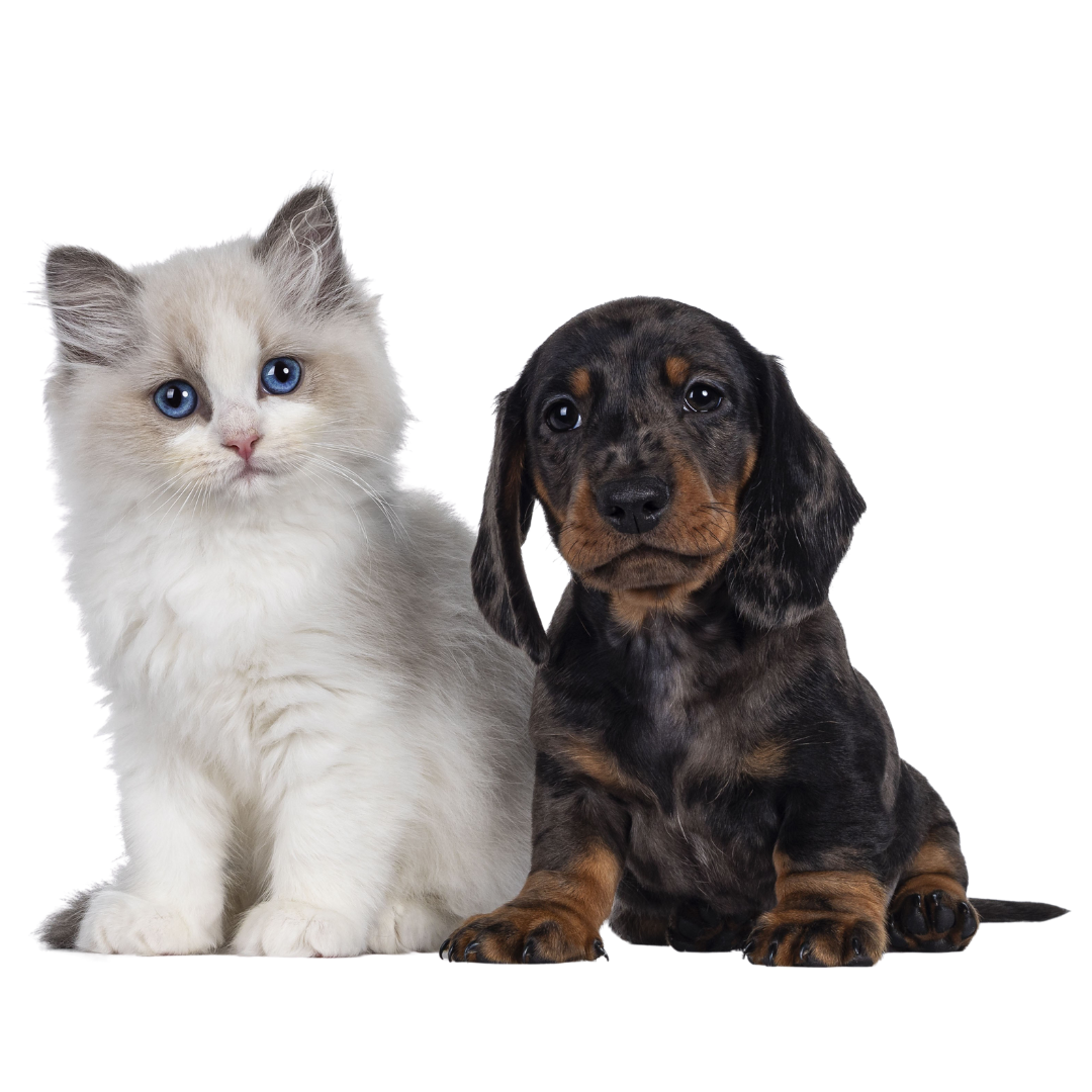 Animals